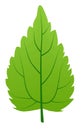 Green nettle leaf